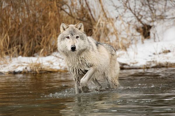 Tundra wolf-Canis lupus albus-in winter-controlled situation-Montana